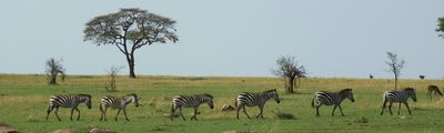 Zebras Green Season