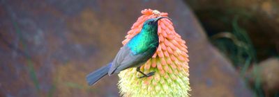 Sambia Vogelbeobachtung