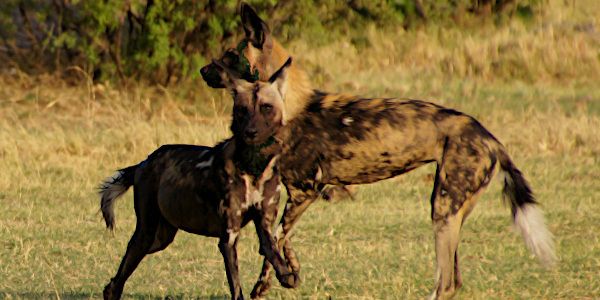 Wilddogs, Sambia, Kafue, Wildnis