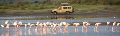 Game Drive Manyara Flamingo