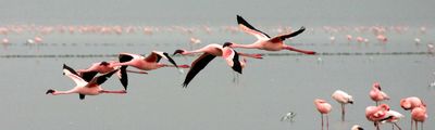 Flamingo