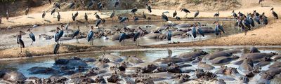 West Tansania Safari Hippos