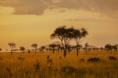 Tansania Natur Kultur Wildlife Serengeti