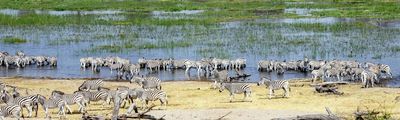 Botswana Zebra Migration Wanderung