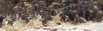 Grosse Migration Tansania