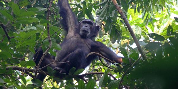 Tansania Afrika Gombe Schimpansen Safari