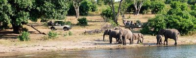 Elefanten am Chobe