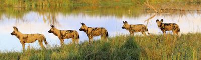 Wild Dogs Wildhunde Botswana Afrika Safari