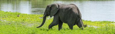 Tansania Elefant Ruaha Nyerere Afrika