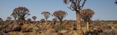 Namibia Köcherbaumwald Natur Selbstfahrer Landschaft