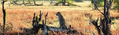 Botswana Khwai Leo Game Drive Savuti Afrika