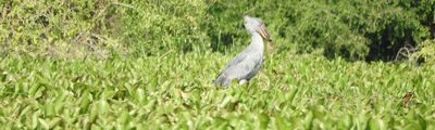 Einreise Uganda