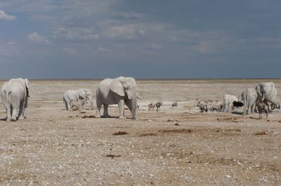 Etosha Nationalpark
