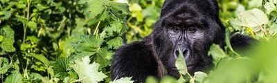 Gorilla Bwindi Uganda Silberrücken
