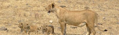 Serengeti Tansania