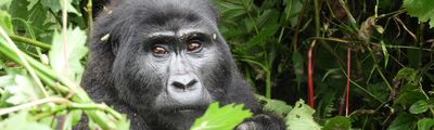 Gorilla Trekking Safari Uganda
