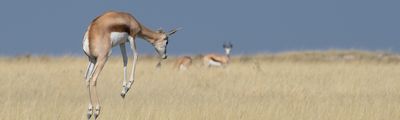 Muizenberg Kapstadt Urlaub Reise Afrika Garden Route Wild Südafrika