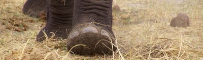 Einreise Botswana