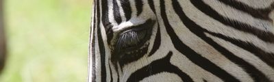 Zebra Streifen